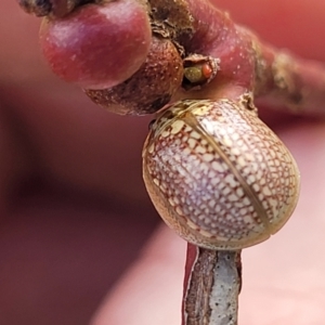 Paropsisterna decolorata at Stromlo, ACT - 14 Oct 2023