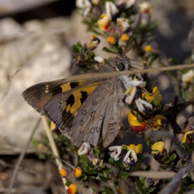 Trapezites phigalia (Heath Ochre) at Bungonia, NSW - 1 Oct 2023 by KorinneM
