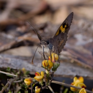 Trapezites phigalia at Bungonia, NSW - 1 Oct 2023 10:36 AM