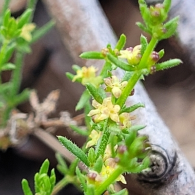 Galium gaudichaudii subsp. gaudichaudii (Rough Bedstraw) at Stromlo, ACT - 14 Oct 2023 by trevorpreston