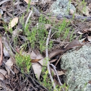 Galium gaudichaudii subsp. gaudichaudii at Stromlo, ACT - 14 Oct 2023