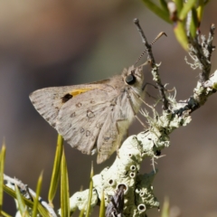 Trapezites phigalia (Heath Ochre) at Bungonia, NSW - 1 Oct 2023 by KorinneM