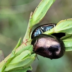 Chrysolina quadrigemina (Greater St Johns Wort beetle) at Uriarra TSR - 14 Oct 2023 by trevorpreston