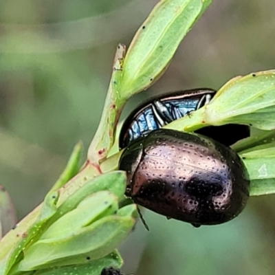 Chrysolina quadrigemina (Greater St Johns Wort beetle) at Stromlo, ACT - 14 Oct 2023 by trevorpreston