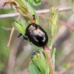 Chrysolina quadrigemina at Stromlo, ACT - 14 Oct 2023 03:08 PM