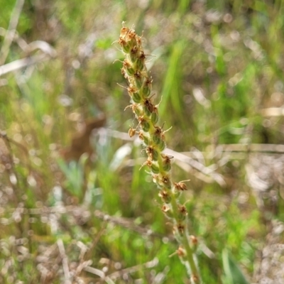 Plantago varia (Native Plaintain) at Uriarra TSR - 14 Oct 2023 by trevorpreston