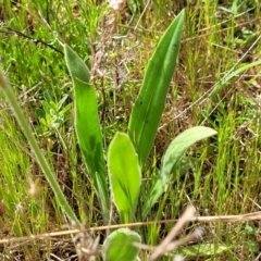 Plantago varia at Stromlo, ACT - 14 Oct 2023 03:06 PM