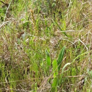 Plantago varia at Stromlo, ACT - 14 Oct 2023