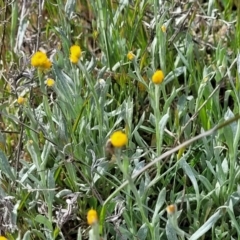 Chrysocephalum apiculatum (Common Everlasting) at Stromlo, ACT - 14 Oct 2023 by trevorpreston