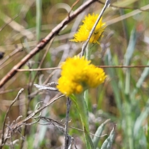 Chrysocephalum apiculatum at Stromlo, ACT - 14 Oct 2023 03:06 PM