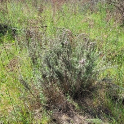 Chrysocephalum semipapposum (Clustered Everlasting) at Uriarra TSR - 14 Oct 2023 by trevorpreston