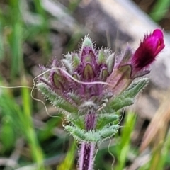 Parentucellia latifolia (Red Bartsia) at Stromlo, ACT - 14 Oct 2023 by trevorpreston