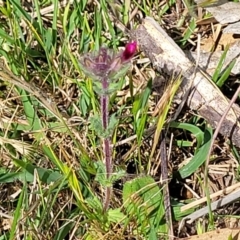 Parentucellia latifolia at Stromlo, ACT - 14 Oct 2023 03:01 PM