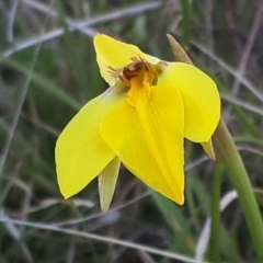 Diuris subalpina at Yaouk, NSW - suppressed