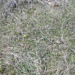 Diuris subalpina at Yaouk, NSW - suppressed