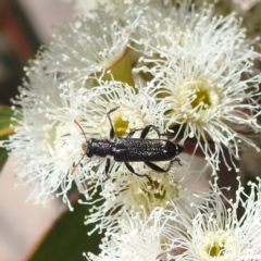 Eleale sp. (genus) (Clerid beetle) at Tuggeranong, ACT - 8 Oct 2023 by HelenCross