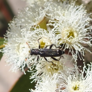 Eleale sp. (genus) at Tuggeranong, ACT - 8 Oct 2023