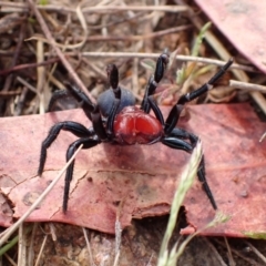 Missulena occatoria (Red-headed Mouse Spider) at Rendezvous Creek, ACT - 14 Oct 2023 by FeralGhostbat