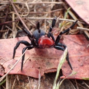 Missulena sp. (genus) at Rendezvous Creek, ACT - 14 Oct 2023