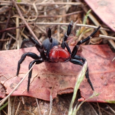 Missulena sp. (genus) (Mouse spider) at Rendezvous Creek, ACT - 13 Oct 2023 by FeralGhostbat