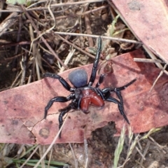 Missulena sp. (genus) at Rendezvous Creek, ACT - 14 Oct 2023