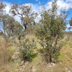 Acacia rubida at Stromlo, ACT - 14 Oct 2023