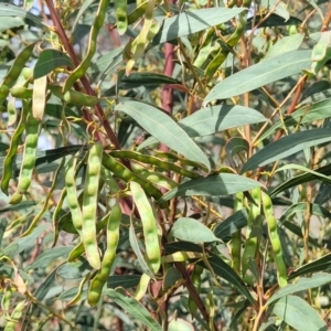 Acacia rubida at Stromlo, ACT - 14 Oct 2023 02:57 PM