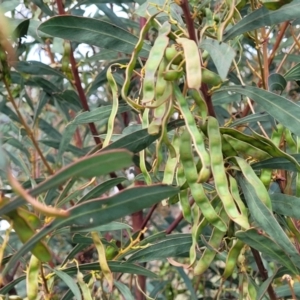 Acacia rubida at Stromlo, ACT - 14 Oct 2023 02:57 PM