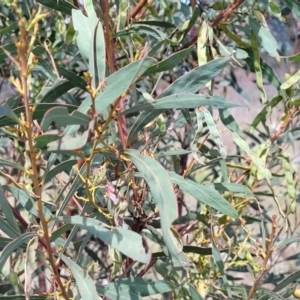 Acacia rubida at Stromlo, ACT - 14 Oct 2023