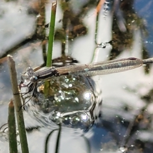 Austrolestes sp. (genus) at Uriarra TSR - 14 Oct 2023