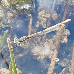 Austrolestes sp. (genus) at Uriarra TSR - 14 Oct 2023 02:55 PM