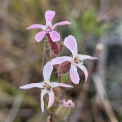 Silene gallica var. gallica (French Catchfly) at Uriarra TSR - 14 Oct 2023 by trevorpreston