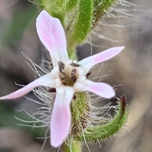 Silene gallica var. gallica at Stromlo, ACT - 14 Oct 2023 02:52 PM