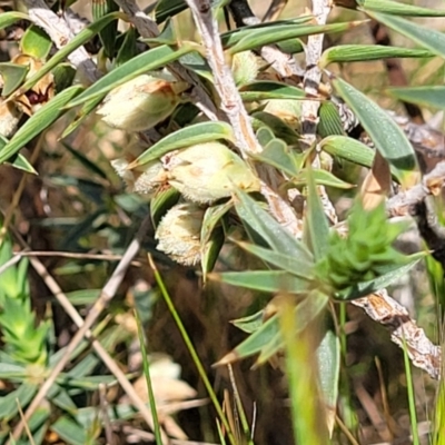 Melichrus urceolatus (Urn Heath) at Uriarra TSR - 14 Oct 2023 by trevorpreston