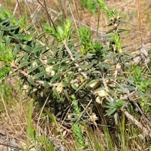 Melichrus urceolatus at Stromlo, ACT - 14 Oct 2023