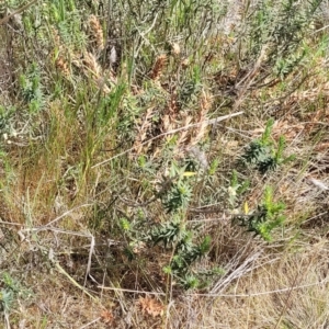 Melichrus urceolatus at Stromlo, ACT - 14 Oct 2023