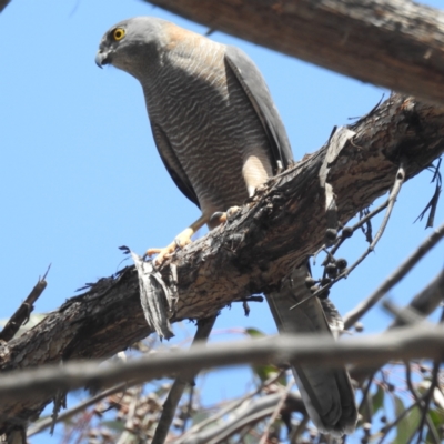 Accipiter fasciatus (Brown Goshawk) at Acton, ACT - 12 Oct 2023 by HelenCross