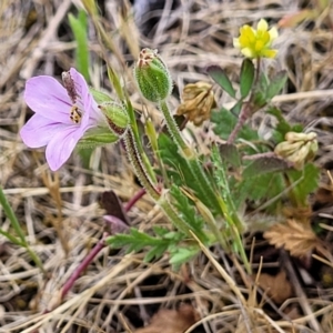 Erodium botrys at Stromlo, ACT - 14 Oct 2023 02:50 PM