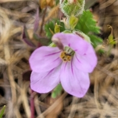 Erodium botrys at Stromlo, ACT - 14 Oct 2023