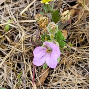 Erodium botrys at Stromlo, ACT - 14 Oct 2023 02:50 PM