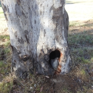 Eucalyptus blakelyi at Kambah, ACT - 13 Oct 2023 06:55 AM