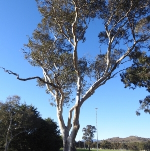 Eucalyptus blakelyi at Kambah, ACT - 13 Oct 2023