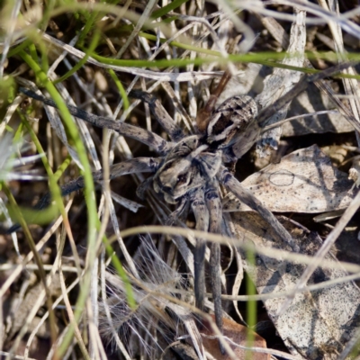 Tasmanicosa sp. (genus) (Tasmanicosa wolf spider) at Bungonia, NSW - 1 Oct 2023 by KorinneM