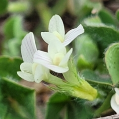 Trifolium subterraneum (Subterranean Clover) at Stromlo, ACT - 14 Oct 2023 by trevorpreston