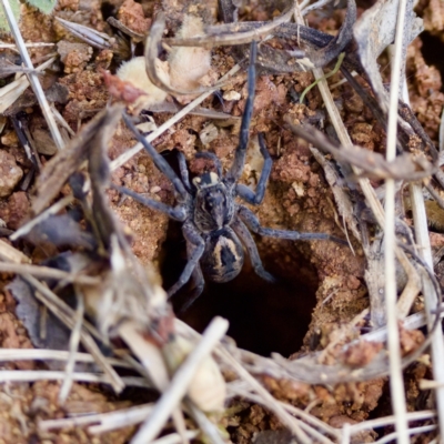 Tasmanicosa sp. (genus) (Tasmanicosa wolf spider) at Bungonia, NSW - 1 Oct 2023 by KorinneM