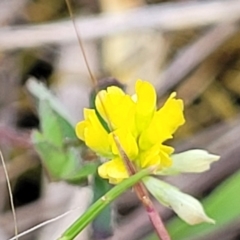 Trifolium dubium (Yellow Suckling Clover) at Stromlo, ACT - 14 Oct 2023 by trevorpreston