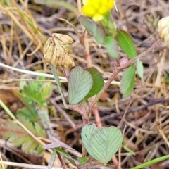 Trifolium dubium at Stromlo, ACT - 14 Oct 2023