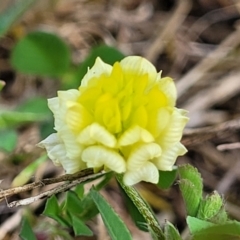 Trifolium campestre (Hop Clover) at Uriarra TSR - 14 Oct 2023 by trevorpreston