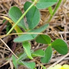 Trifolium campestre at Stromlo, ACT - 14 Oct 2023 02:48 PM