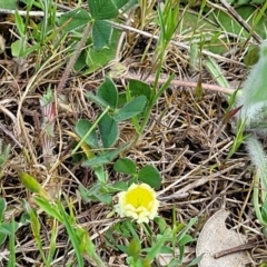 Trifolium campestre at Stromlo, ACT - 14 Oct 2023 02:48 PM